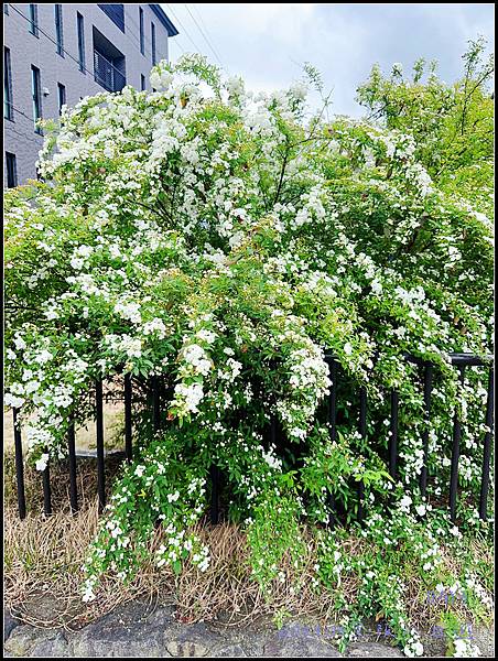 『2024京都大阪DAY3』P13~ | 嵐山景點 |京都竹