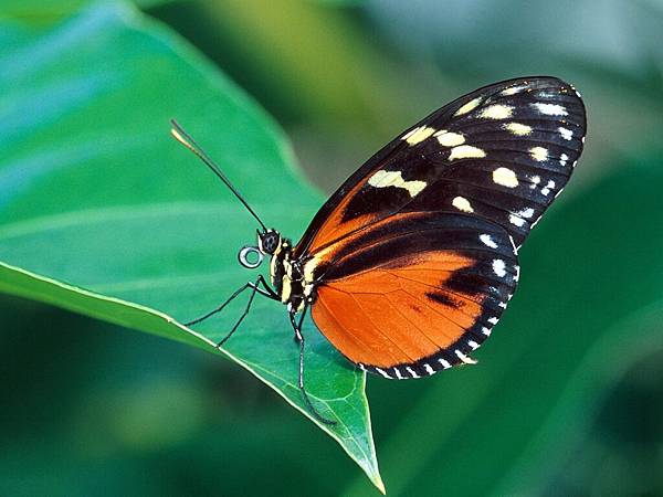 butterfly-213-34