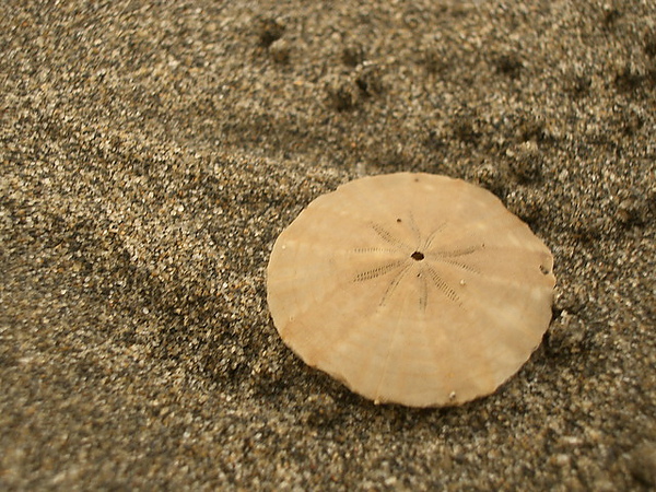 p125775704430.jpg