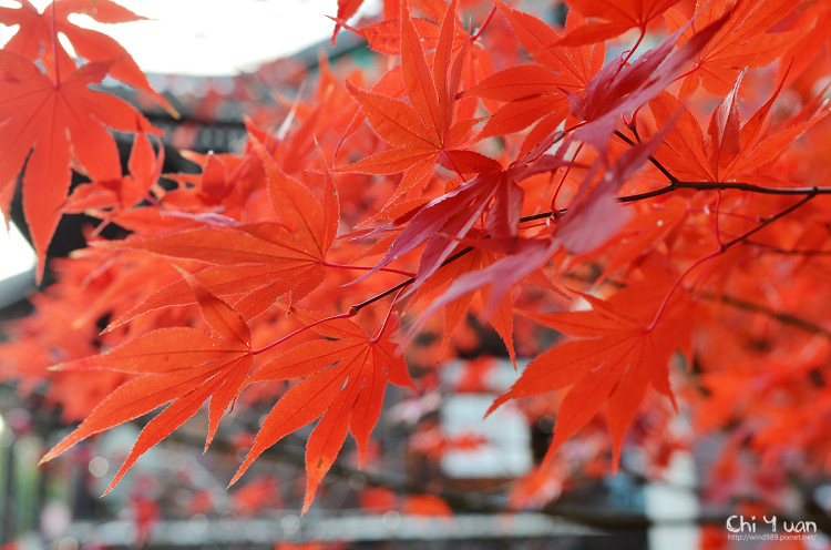 清涼寺19.jpg