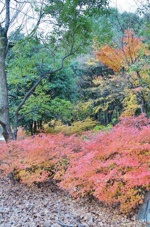 梅小路公園06.jpg