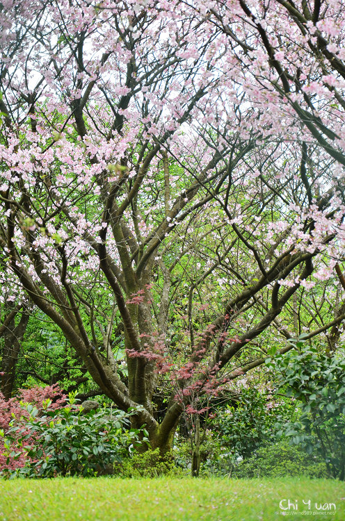 蔡博士櫻花園01.jpg