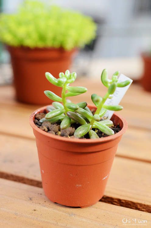 2012多肉植物10.jpg