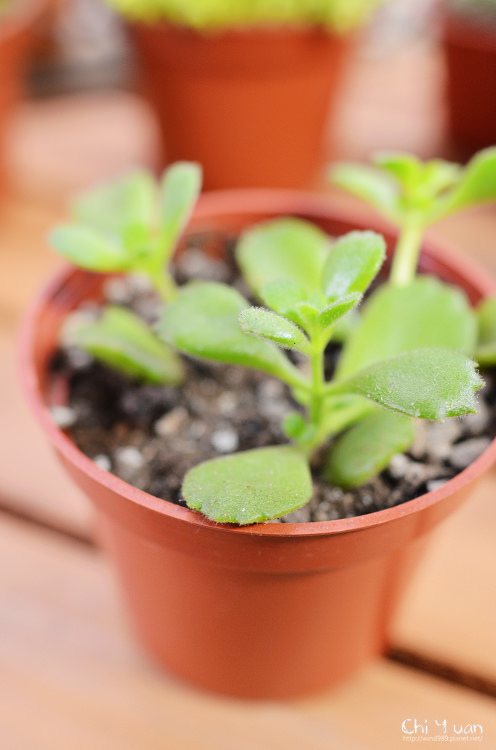 2012多肉植物23.jpg