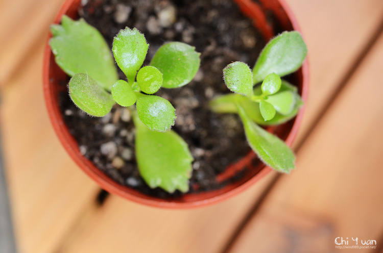 2012多肉植物22.jpg