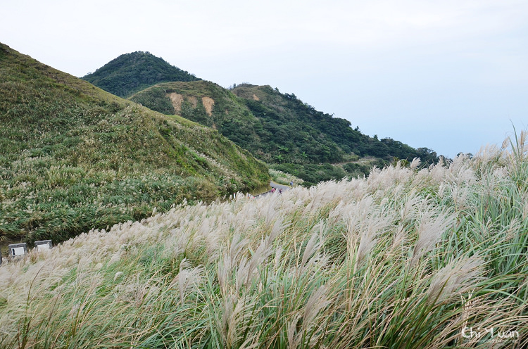 2012東北角草嶺古道芒花季01.jpg