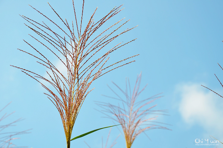 2012東北角草嶺古道芒花季10.jpg