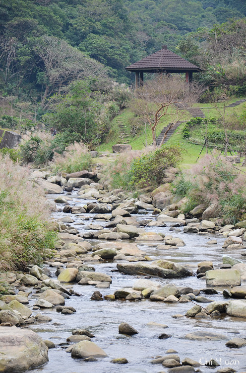 2012東北角草嶺古道芒花季13.jpg