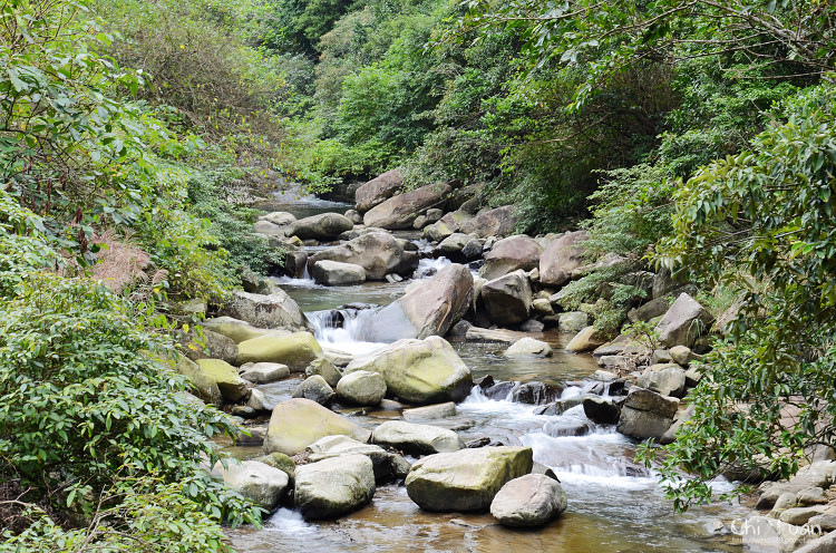 2012東北角草嶺古道芒花季16.jpg