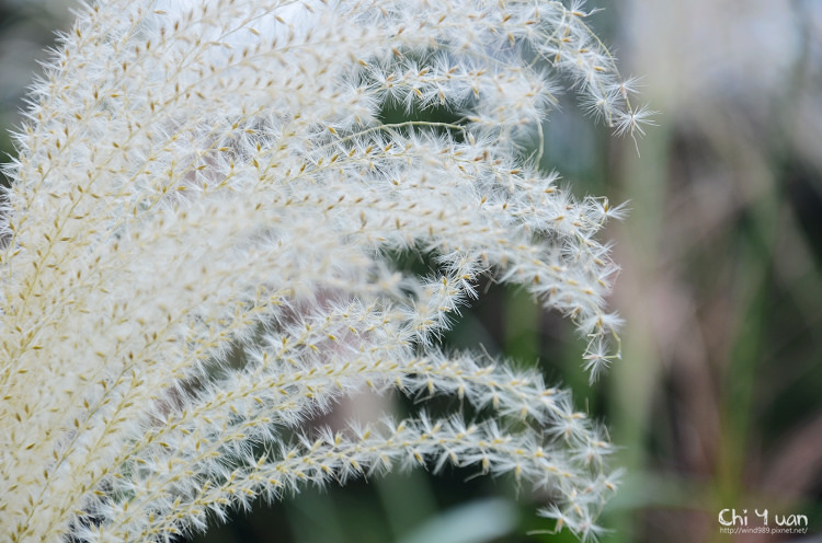 2012東北角草嶺古道芒花季27.jpg