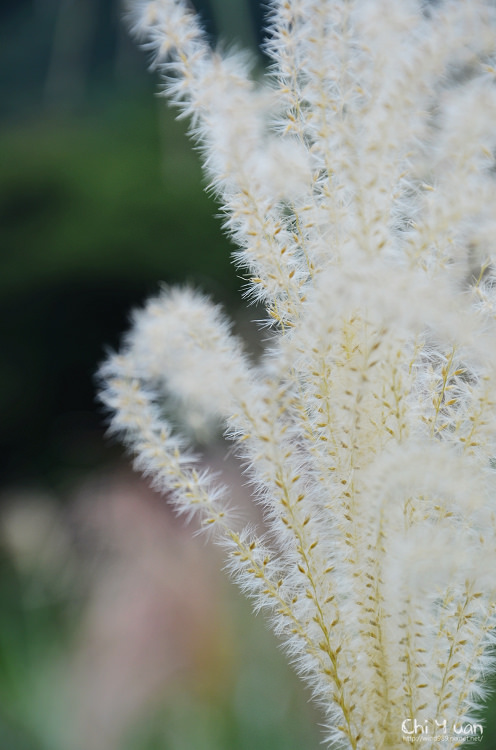 2012東北角草嶺古道芒花季28.jpg