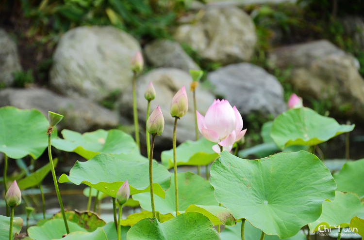 華山荷花04.jpg