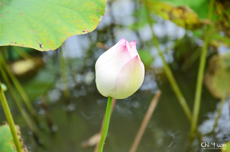 華山荷花08.jpg