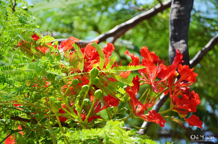 鳳凰花開04.jpg