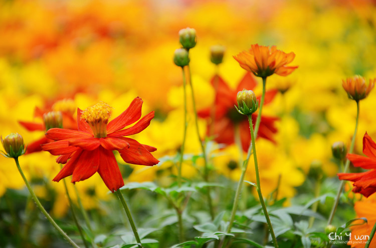 台北 社子台北花卉村 挑選百花的迷你彩虹 奇緣童話 旅行誌 痞客邦 台北 社子台北花卉村 挑選百花的迷你彩虹 奇緣童話 旅行誌 痞客邦