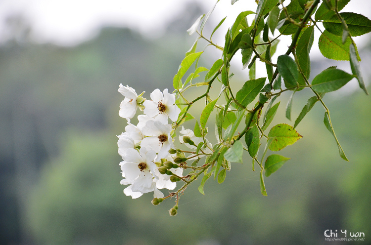 植物園野薔薇08.jpg