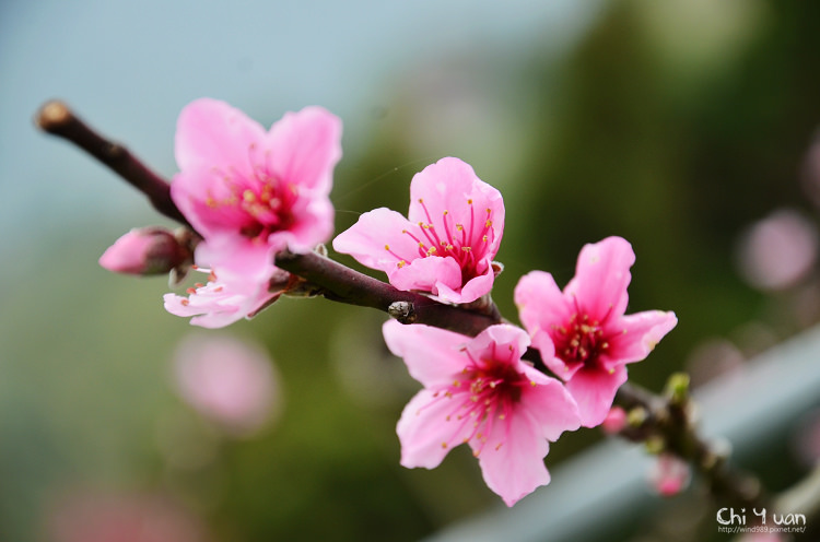 拉拉山水蜜桃花05.jpg