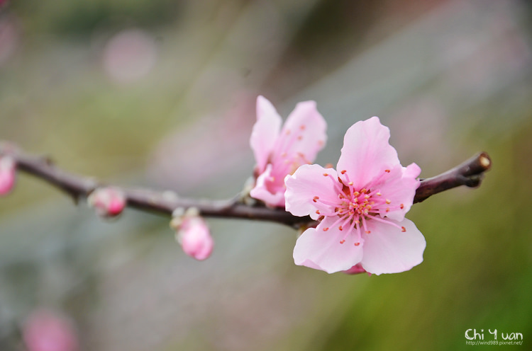 拉拉山水蜜桃花06.jpg