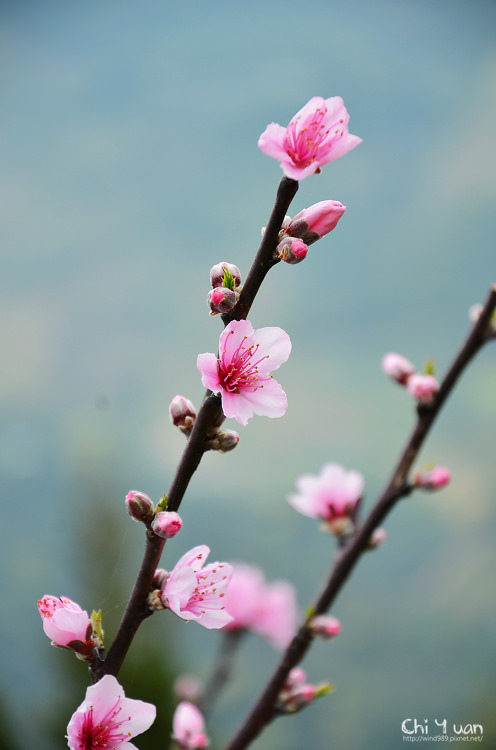 拉拉山水蜜桃花18.jpg