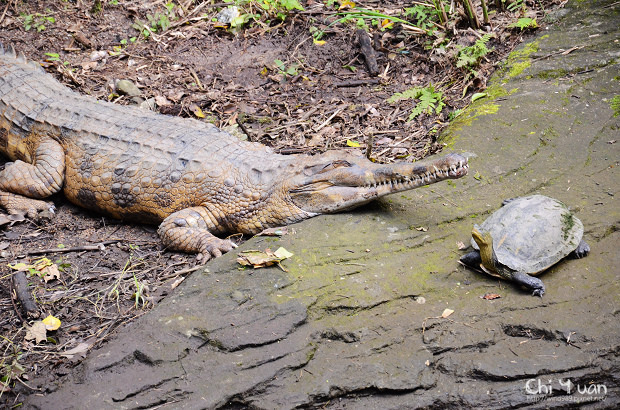 木柵動物園07.jpg