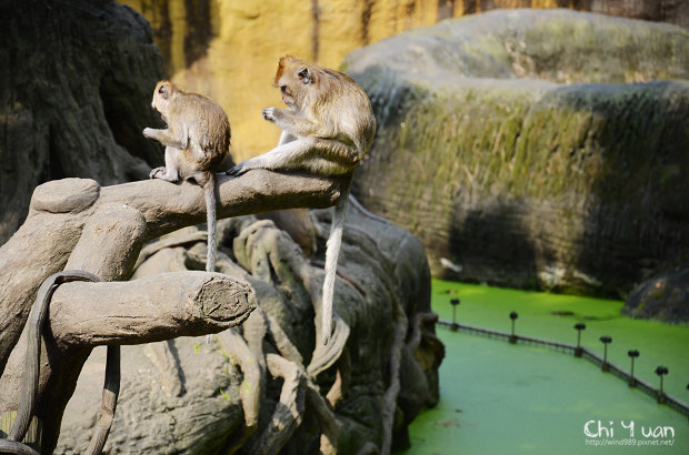 木柵動物園08.jpg