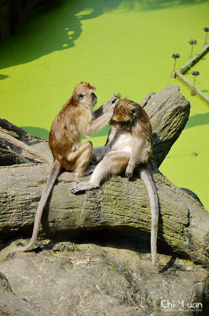 木柵動物園09.jpg