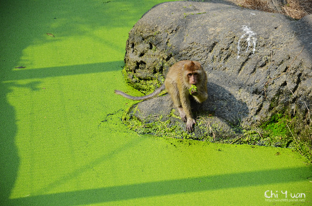 木柵動物園10.jpg