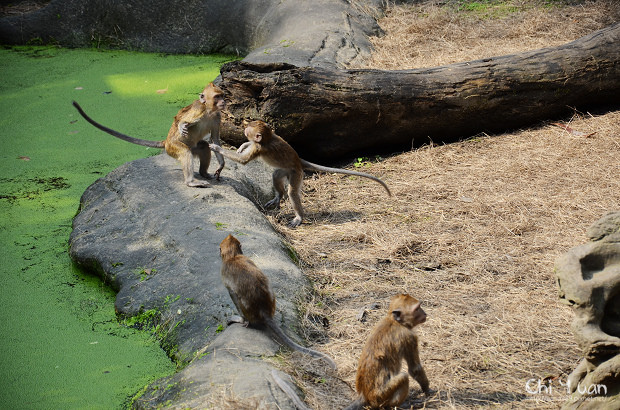 木柵動物園11.jpg