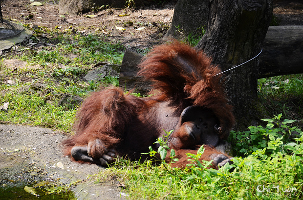 木柵動物園12.jpg