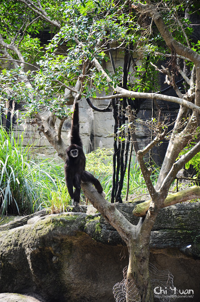 木柵動物園13.jpg