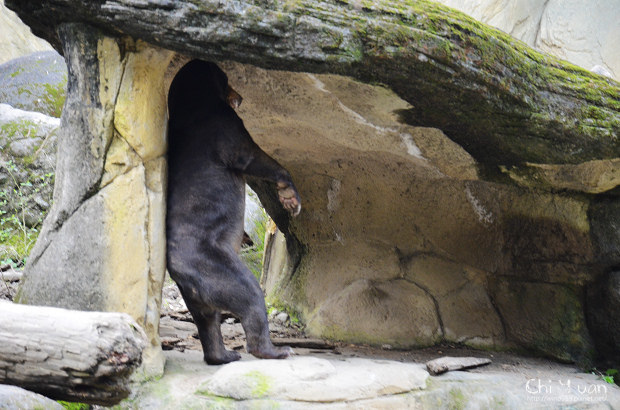 木柵動物園15.jpg