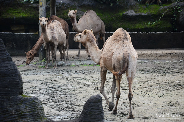 木柵動物園16.jpg