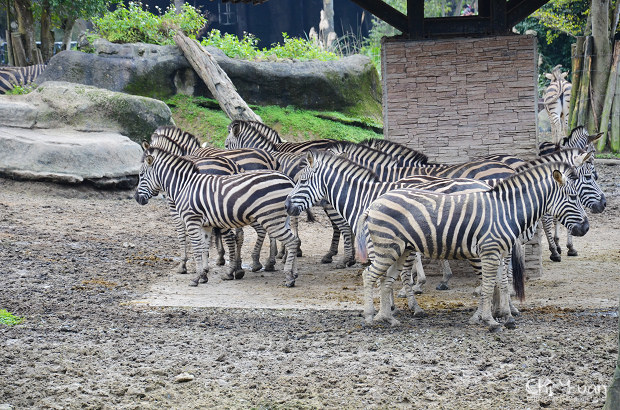 木柵動物園17.jpg