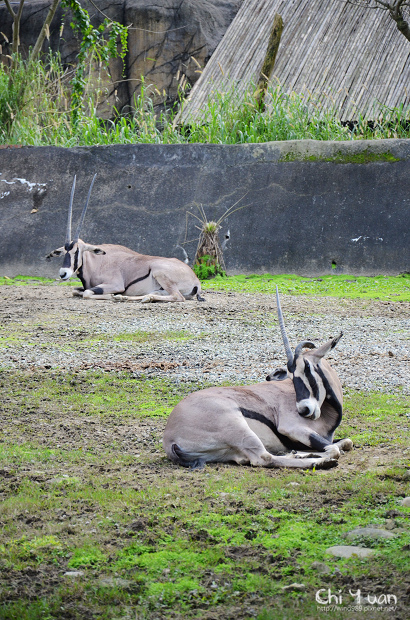 木柵動物園18.jpg