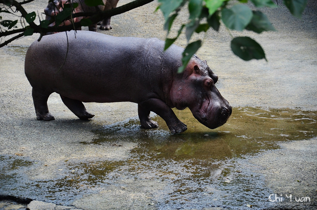 木柵動物園19.jpg