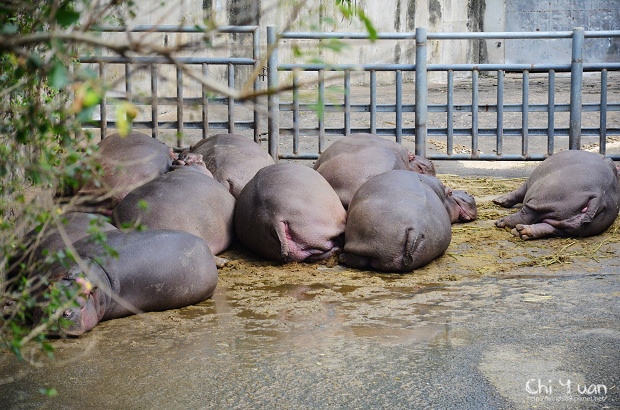 木柵動物園20.jpg