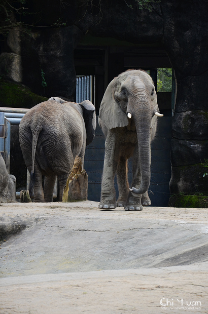 木柵動物園21.jpg