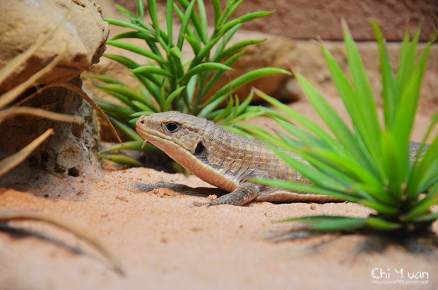 木柵動物園25.jpg