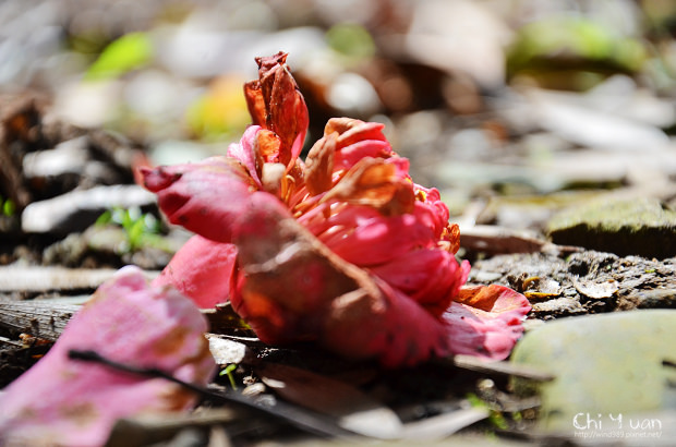 2012台北茶花展落花07.jpg