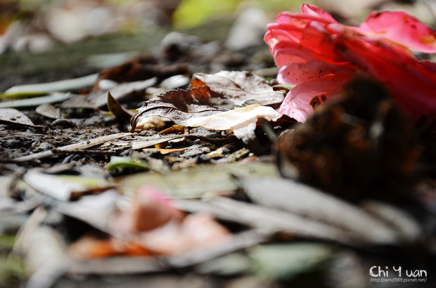 2012台北茶花展落花08.jpg