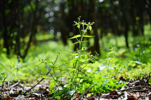 2012台北茶花展落花17.jpg