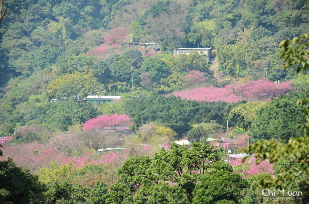 2012陽明山花季02.jpg