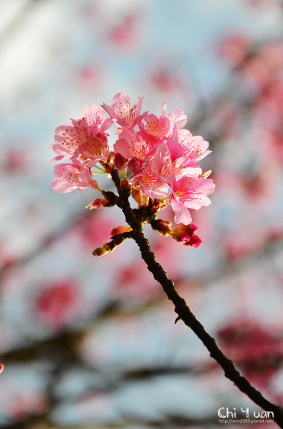 2012陽明山花季16.jpg