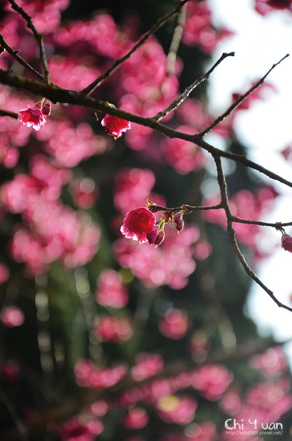 2012陽明山花季17.jpg