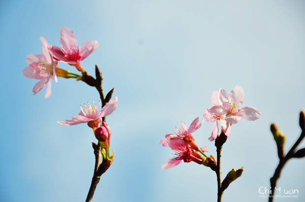 2012陽明山花季24.jpg