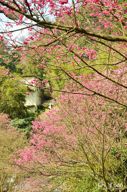 2012陽明山花季27.jpg