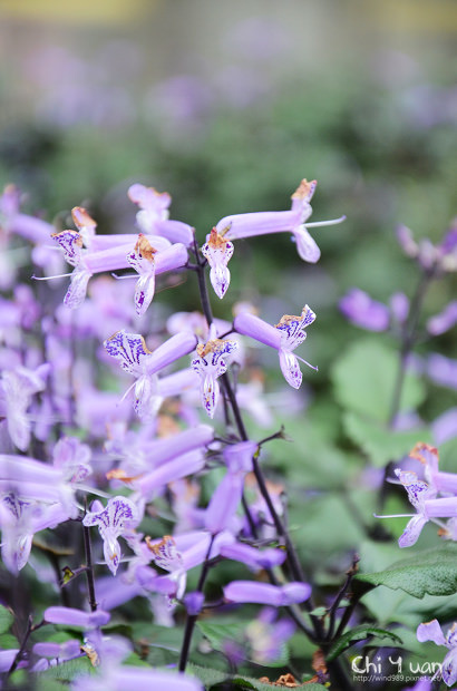 2011台北花卉展-自來水園區18.jpg