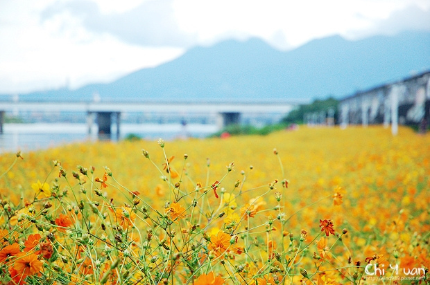 大稻埕花海01.jpg