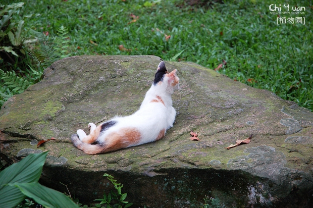 台北植物園日光浴貓03.jpg