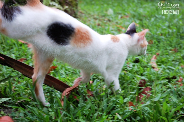 台北植物園日光浴貓09.jpg